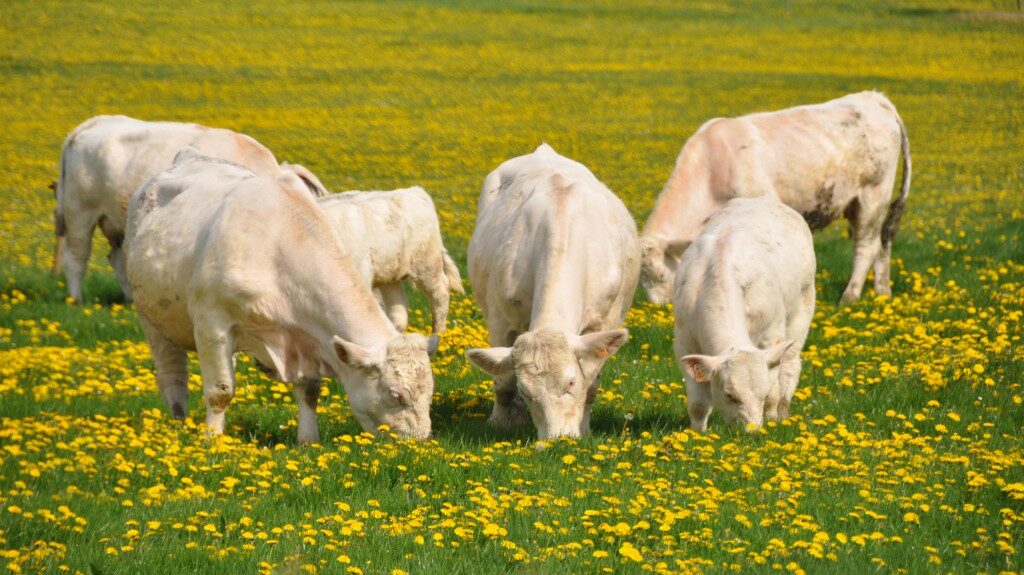 Société électronique de l'Auxois